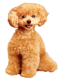 キャットフード