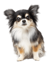 キャットフード