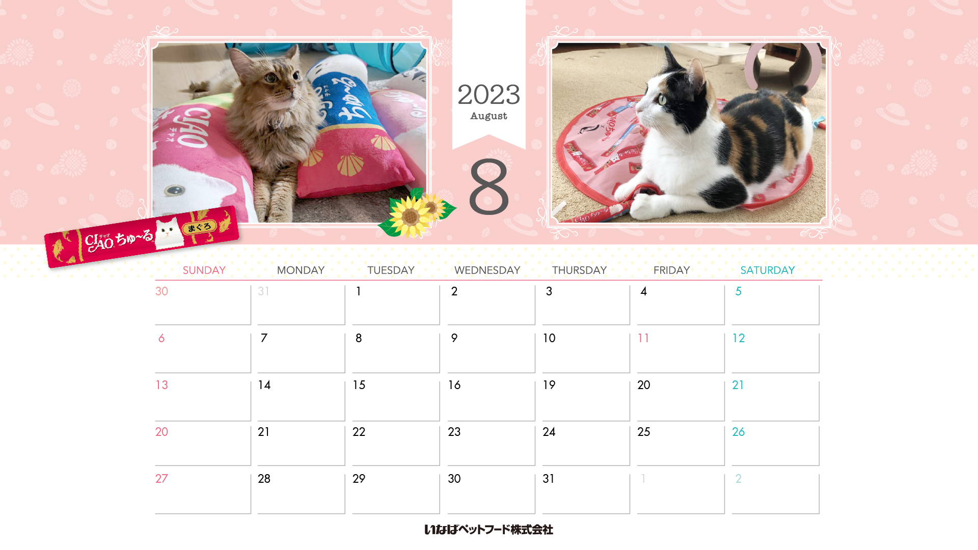 2023年1月猫