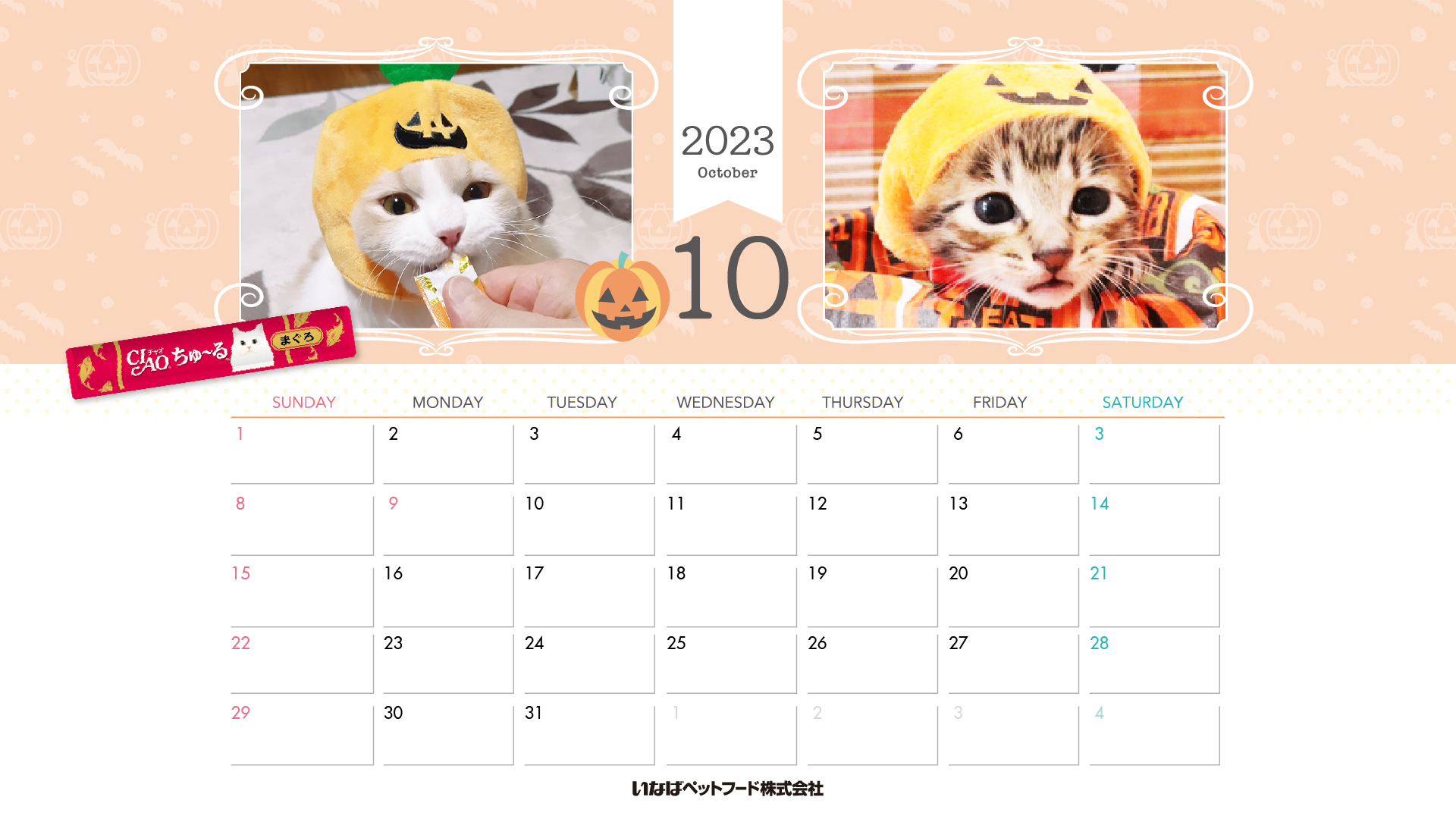 2023年1月猫