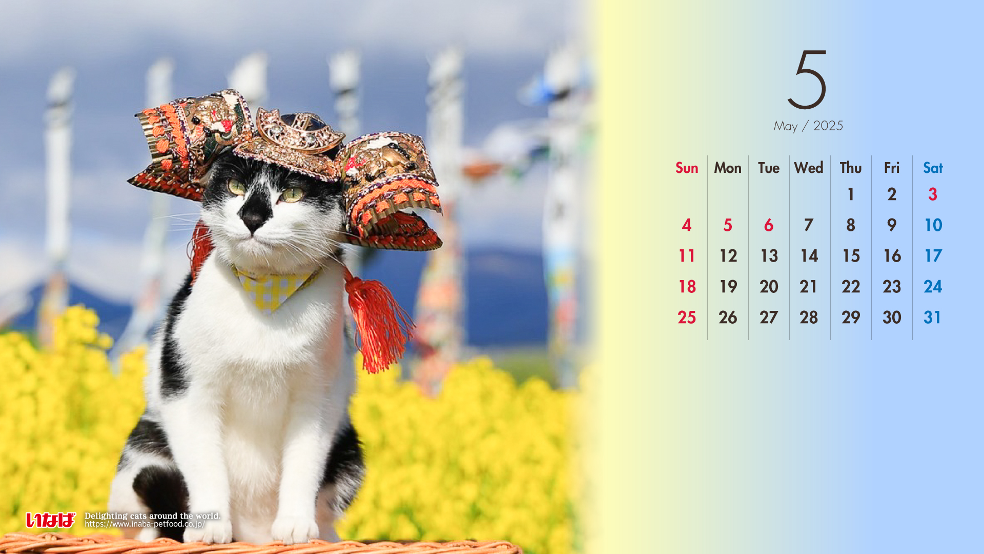 2025年5月猫