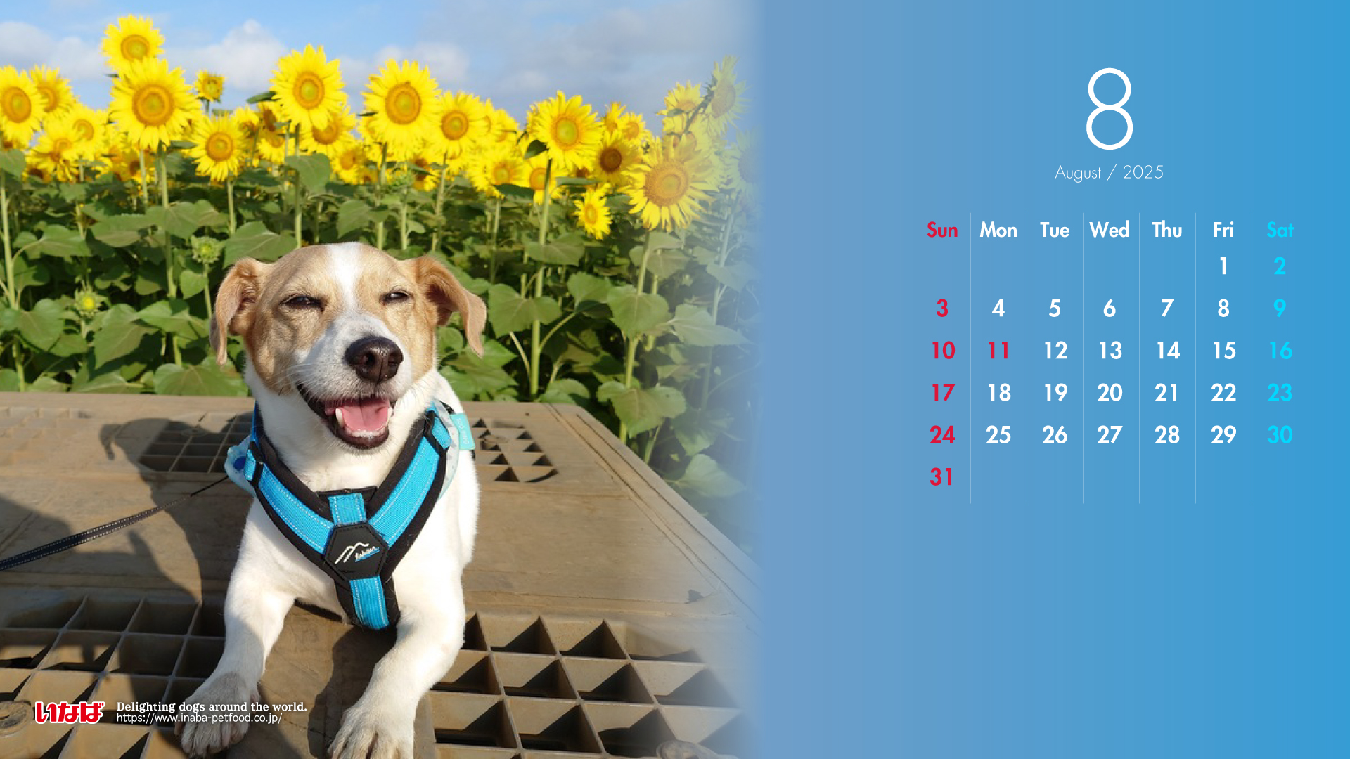 2025年8月犬