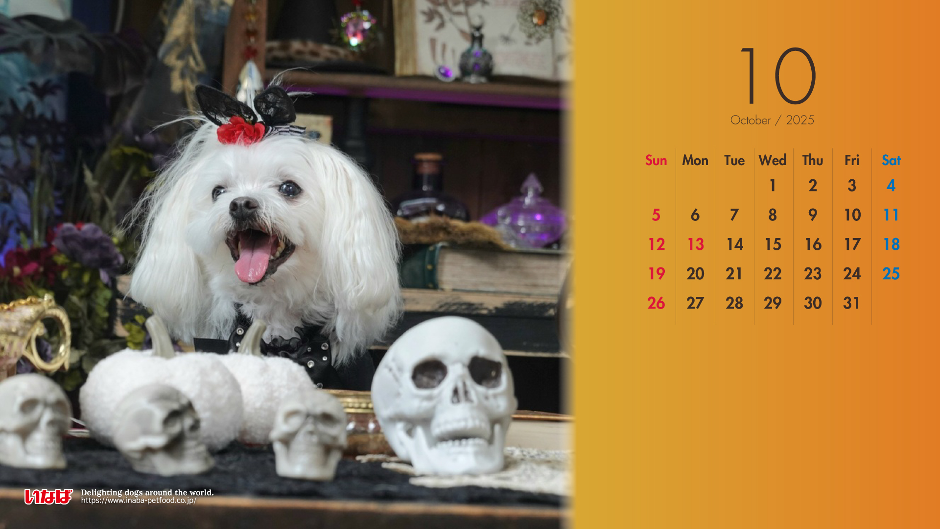 2025年10月犬