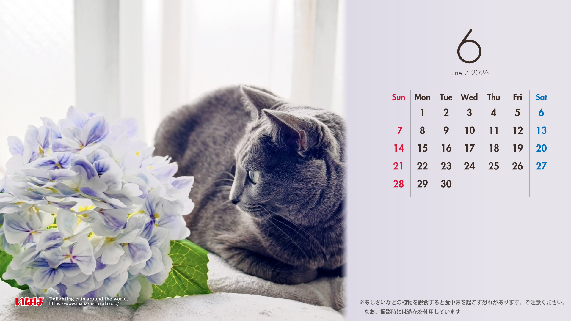 2026年6月猫