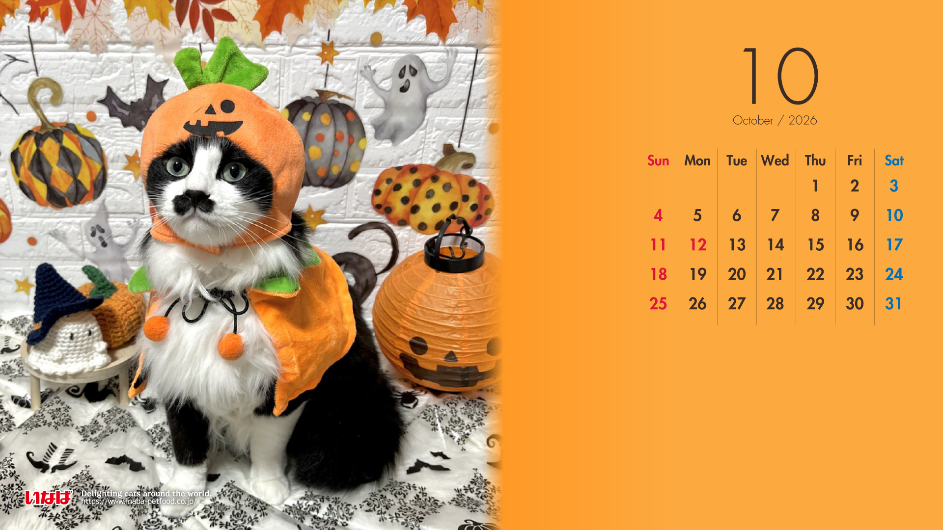 2026年10月猫