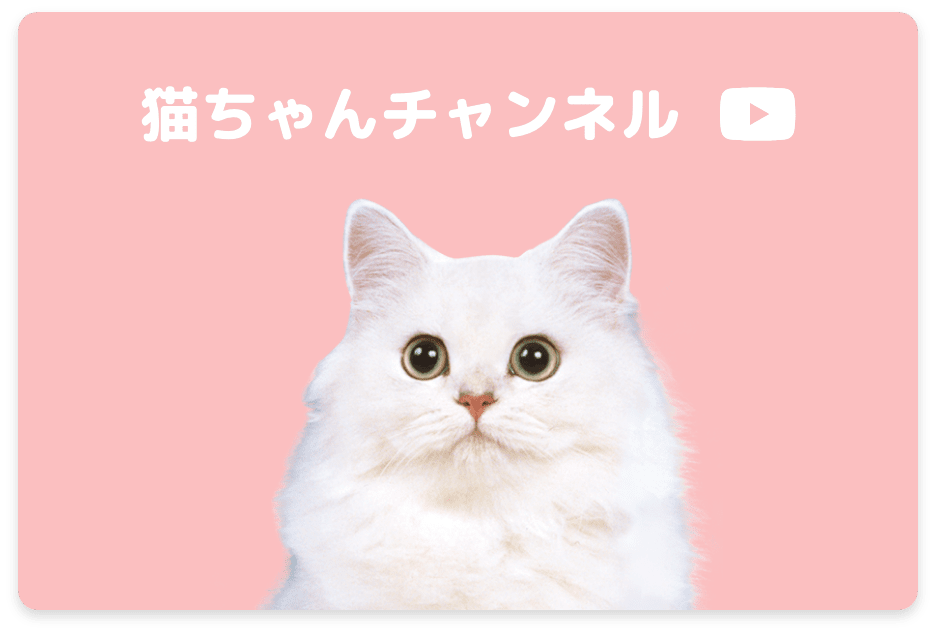 猫ちゃんチャンネルはこちら