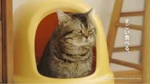 すごい乳酸菌クランキー 猫が歌う篇