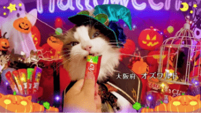 CIAOちゅ～る2025年 ハロウィン篇 Part1