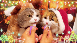 CIAOちゅ～る 2025年 クリスマス篇 Part2