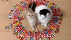 【CIAOちゅ～るMV】「ちゅ～るしよ！」 第5弾 グローバル篇