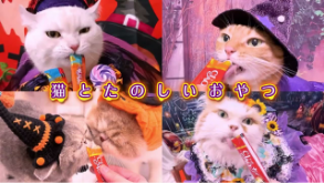 CIAOちゅ～る 2026年 ハロウィン篇 Part1