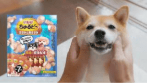 ちゅるビ～豆柴も大大大好き！