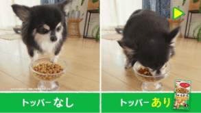 「トッパーまぜて！」チワワ編