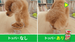 「トッパーまぜて！」トイプードル篇