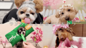 Wanちゅ～る 2025年春 Part5