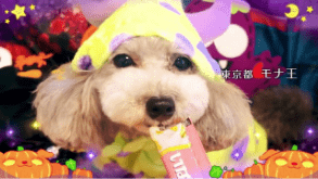 Wanちゅ～る 2025年 ハロウィン篇 Part1