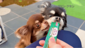 ちゅ～るテリーヌ 2026年 Part1