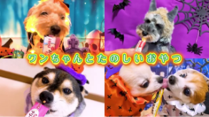 Wanちゅ～る 2026年 ハロウィン篇 Part1