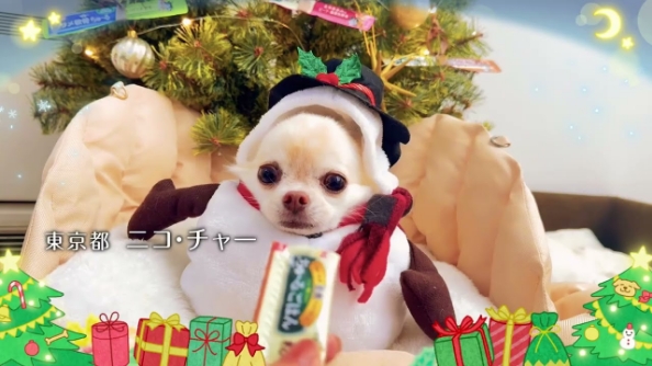 2024年WANちゅ～る クリスマス篇