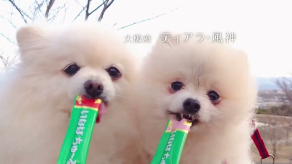 WANちゅ～る2025年春