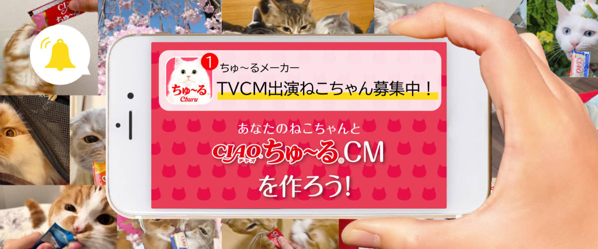 TVCM出演ねこちゃん募集中!