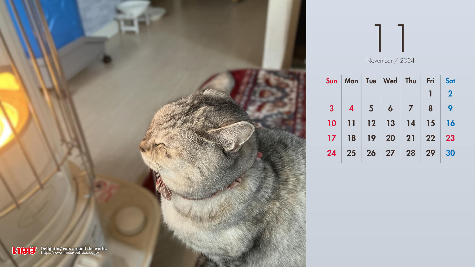 2024年11月猫