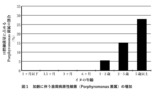 図1 加齢に伴う歯周病原性細菌（Porphyromonas菌属）の増加