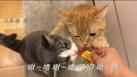 【官方】CIAO啾嚕MV「一起啾嚕吧！」