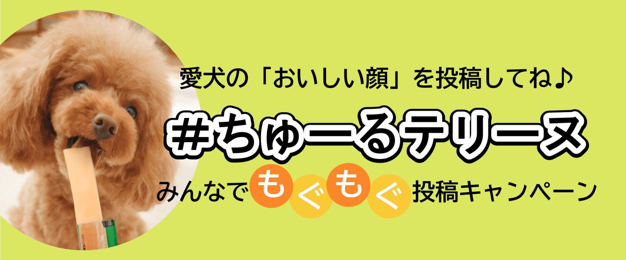 #ちゅーるテリーヌみんなでもぐもぐ投稿キャンペーンでモデルデビューのチャンス!